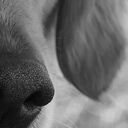 Obraz Labrador na płótnie - pies o uroczym spojrzeniu