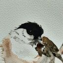 Sikora czarnogłowa. Akwarela