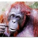 obraz ORANGUTAN 1 - 120x70cm na płótnie małpa design modern