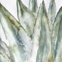 Aloes - akwarela A4