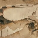 Obraz na płótnie Sowa w lesie - vintage sepia 120x80 cm