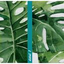 Obraz Monstera - tryptyk 3x 50x70 cm (łącznie 150x70) na płótnie