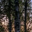 Obraz las brzozowy - mgła i wschód słońca na płótnie 120x80