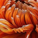 Pomarańczowy kwiat 3D na płótnie 120x80 cm