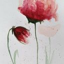 Maki - oryginalna akwarela na papierze 25x18 cm