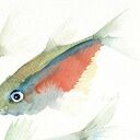 Oryginalna akwarela. Ryby