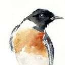 Oryginalna akwarela Kląskawka (A4, bez ramki)
