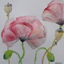 Kwiaty - akwarela 15x15 cm Paulina Lebida (sygnowana, bez ramy)