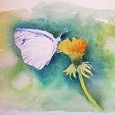 Oryginalna akwarela „Motyl” w formacie A4 - Paulina Lebida