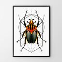 Plakat obraz Bug 50x70 cm B2
