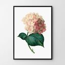 Plakat obraz różowa hortensja 50x70 cm B2