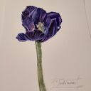 Tulipan. Akwarela