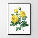 Plakat obraz żółta róża 50x70 cm B2