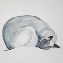 Śpiący kot - akwarela 32 x 24 cm, ręcznie malowana, sygnowana