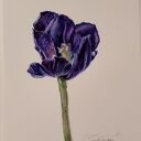 Tulipan. Akwarela