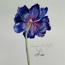 Tulipan 2