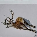 Martwy jeleń. Akwarela