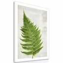 Obraz na płótnie 70x100 cm Paproć 02168 - wysyłka w 24 h
