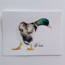 Kaczor 2. Miniatura akwarelowa