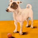 Obraz Jack Russell terrier - 50 cm