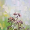 Obraz akrylowy Trawki 40x40 cm - pejzaż na płótnie