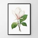 Plakat obraz vintage magnolia A3 29.7x42.0cm