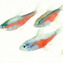 Oryginalna akwarela. Ryby