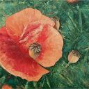 Makowa harmonia, obraz olejny 55x40 cm