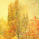 Kolorowy obraz do przedpokoju - jesienny las na płótnie 120x80 cm