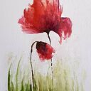 Maki - akwarela 24/32 cm na grubym papierze akwarelowym (bez ramy) 