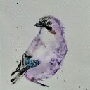 Elegancka sójka. Akwarela