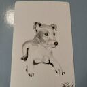 Jack Russell terrier