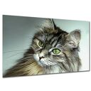 Obraz do sypialni canvas puszysty KOT 2 norweski rysunek 120x80 AleObrazy