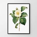 Plakat obraz kwiat vintage biały 50x70 cm B2