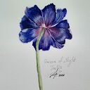 Tulipan 2 - akwarela botaniczna “Królowa nocy”