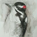 Dzięcioł - akwarela formatu 12,5 x 18 cm