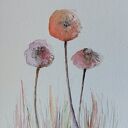 Dmuchawce - akwarela w formacie 32x24 cm