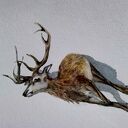 Martwy jeleń. Akwarela