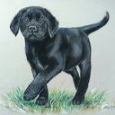 Labrador - pastele