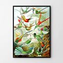Plakat obraz rajskie ptaki 50x70 cm B2