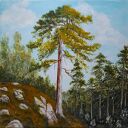 Obraz z ramą - "Wsłuchaj się w szepty lasu" (30x30 cm) - pejzaż sosny