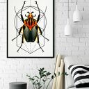 Plakat obraz Bug 50x70 cm B2 - Hogstudio, nowoczesna grafika z motywem robaka