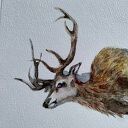 Martwy jeleń. Akwarela