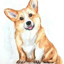 Corgi - akwarele