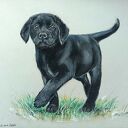 Labrador w pastelach - ręcznie wykonany obraz 24x32 cm