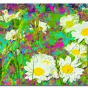 Obraz XXL Stokrotki 1 120x70 cm na płótnie - Kwiaty łąka