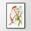 Plakat obraz papugi 50x70 cm B2