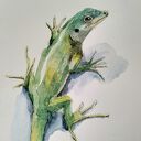 Jaszczurka. Akwarela