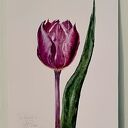 Tulipan. Akwarela botaniczna