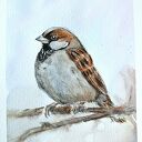 Wróbelek - akwarela ręcznie malowana na papierze 19x26 cm (ptaki)